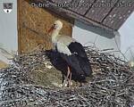 Capi_Dubne_20260524_083504.jpg