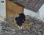 Capi_Dubne_20260524_084002.jpg