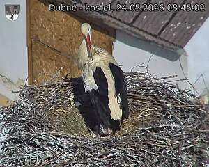 Capi_Dubne_20260524_084502.jpg (1350&nbsp;x&nbsp;1080)