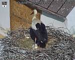 Capi_Dubne_20260524_090004.jpg