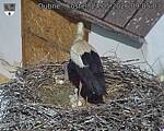 Capi_Dubne_20260524_090503.jpg