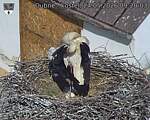Capi_Dubne_20260524_092003.jpg