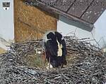 Capi_Dubne_20260524_092502.jpg
