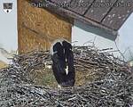 Capi_Dubne_20260524_093504.jpg