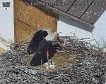 Capi_Dubne_20260524_094004.jpg