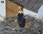 Capi_Dubne_20260524_100003.jpg
