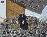 Capi_Dubne_20260524_100502.jpg
