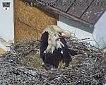 Capi_Dubne_20260524_101003.jpg