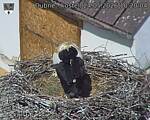 Capi_Dubne_20260524_102004.jpg