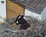 Capi_Dubne_20260524_105503.jpg