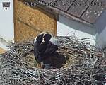 Capi_Dubne_20260524_113002.jpg