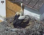 Capi_Dubne_20260524_113503.jpg