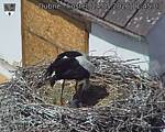 Capi_Dubne_20260524_114503.jpg