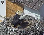 Capi_Dubne_20260524_115002.jpg