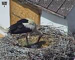 Capi_Dubne_20260524_122503.jpg