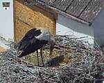 Capi_Dubne_20260524_123002.jpg