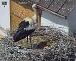 Capi_Dubne_20260524_123504.jpg