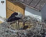 Capi_Dubne_20260524_124003.jpg