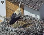 Capi_Dubne_20260524_124503.jpg