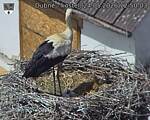 Capi_Dubne_20260524_125003.jpg