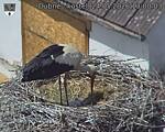 Capi_Dubne_20260524_130003.jpg