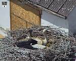 Capi_Dubne_20260524_131503.jpg
