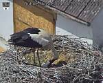 Capi_Dubne_20260524_132502.jpg