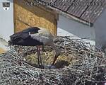 Capi_Dubne_20260524_133003.jpg
