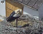 Capi_Dubne_20260524_134003.jpg