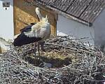 Capi_Dubne_20260524_140003.jpg