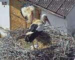 Capi_Dubne_20260524_141002.jpg