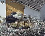 Capi_Dubne_20260524_141504.jpg