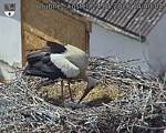 Capi_Dubne_20260524_144004.jpg