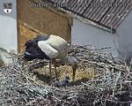 Capi_Dubne_20260524_144502.jpg
