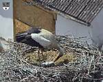 Capi_Dubne_20260524_145503.jpg