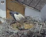 Capi_Dubne_20260524_150503.jpg
