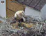 Capi_Dubne_20260524_161003.jpg