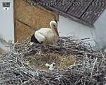 Capi_Dubne_20260524_170003.jpg