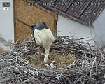 Capi_Dubne_20260524_170502.jpg