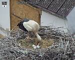 Capi_Dubne_20260524_171003.jpg