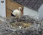 Capi_Dubne_20260524_172502.jpg