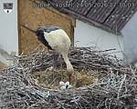 Capi_Dubne_20260524_173003.jpg