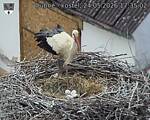 Capi_Dubne_20260524_173502.jpg