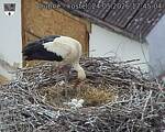 Capi_Dubne_20260524_174504.jpg