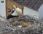Capi_Dubne_20260524_175003.jpg