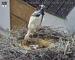 Capi_Dubne_20260524_175502.jpg
