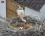 Capi_Dubne_20260524_180003.jpg