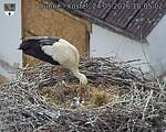 Capi_Dubne_20260524_180502.jpg