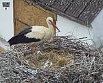 Capi_Dubne_20260524_181503.jpg