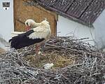 Capi_Dubne_20260524_182003.jpg